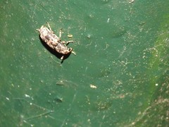 Basitropis