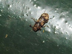 Basitropis
