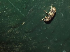 Basitropis