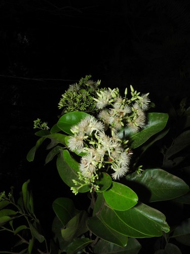 Vantanea barbourii