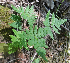 Pentagramma triangularis triangularis