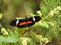 Heliconius clysonymus clysonymus