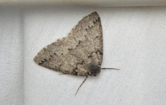 Sabulodes packardata