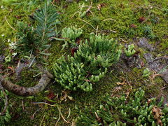 Diphasiastrum alpinum