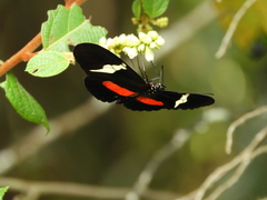 Heliconius clysonymus clysonymus