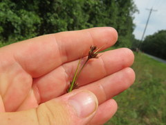 Rhynchospora gracilenta