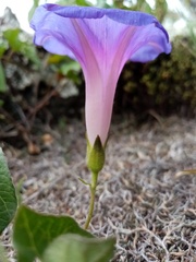 Ipomoea laeta