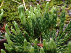 Diphasiastrum alpinum