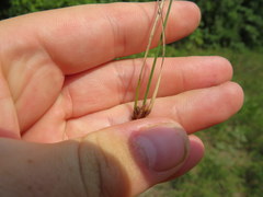 Rhynchospora gracilenta