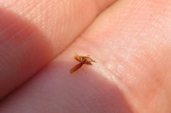 Rhynchospora gracilenta