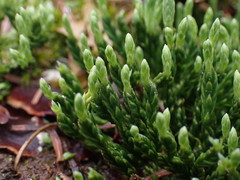 Diphasiastrum alpinum