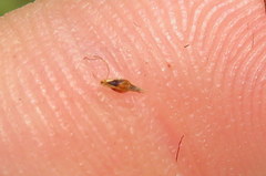 Rhynchospora gracilenta