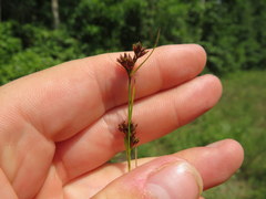 Rhynchospora gracilenta