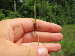 Rhynchospora gracilenta
