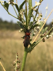 Crossidius discoideus
