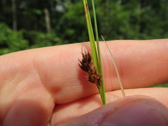 Rhynchospora gracilenta