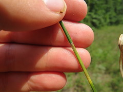 Rhynchospora gracilenta