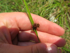 Rhynchospora gracilenta