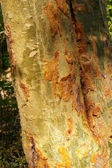 Millettia stuhlmannii