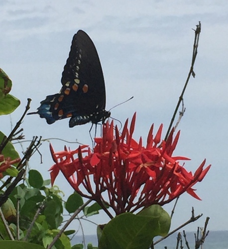 Pipevine Swallowtail (Battus philenor)
