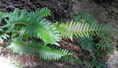 Polystichum imbricans curtum