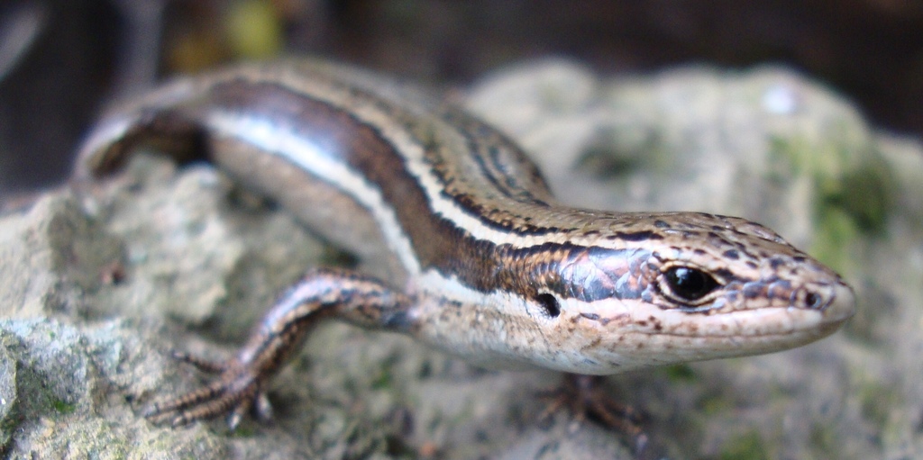 Moco Skink