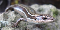 Moco Skink photo 2