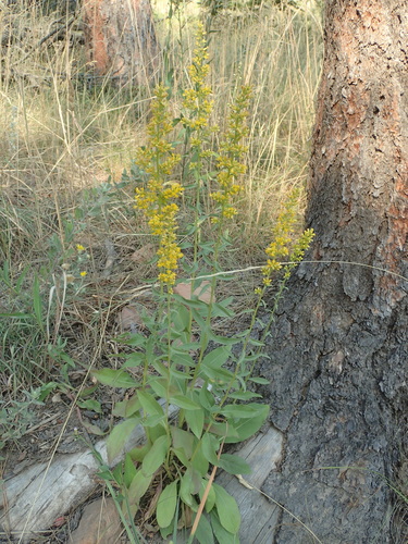 Pale Showy Goldenrod (Solidago pallida)
