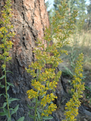 Image of Solidago pallida by (c) John Baur, some rights reserved (CC BY)