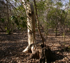 Millettia stuhlmannii