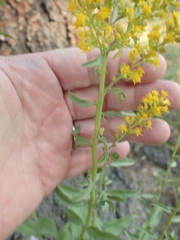 Solidago pallida