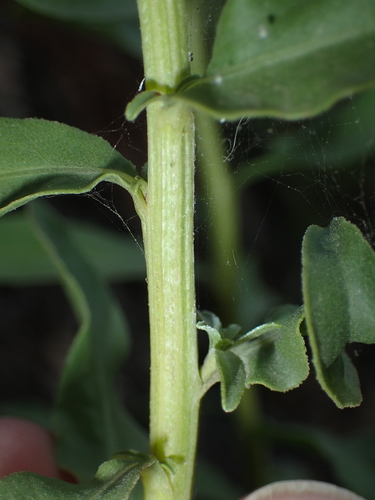 Image of Solidago pallida by (c) John Baur, some rights reserved (CC BY)
