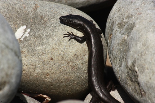 Oligosoma smithi