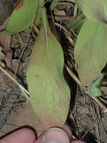 Image of Solidago pallida by (c) John Baur, some rights reserved (CC BY)