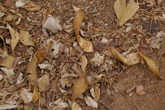 Millettia stuhlmannii