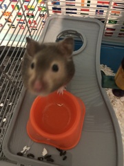 Mesocricetus auratus