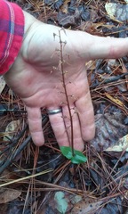 Neottia bifolia