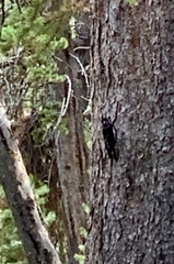 Sphyrapicus thyroideus