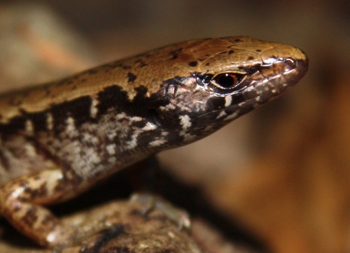 Oligosoma townsi