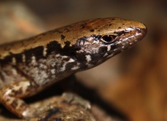 Towns' Skink photo 2