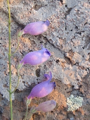 Penstemon amphorellae