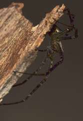 Psechrus