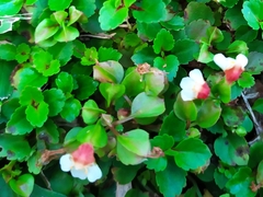 Torenia polygonoides