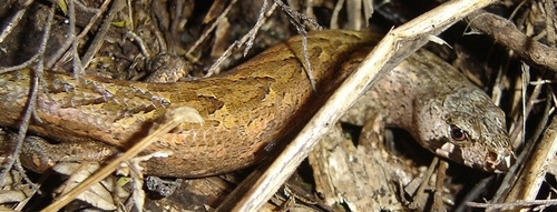 Oligosoma homalonotum