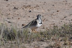 Thinocorus rumicivorus