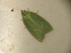 Tortrix viridana