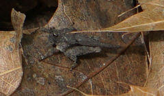 Paratettix cucullatus