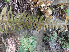 Polystichum imbricans curtum