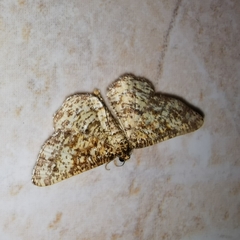 Heliomata glarearia