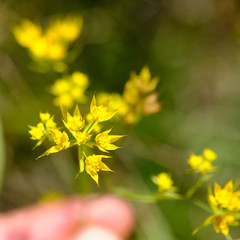 Bupleurum veronense
